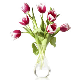 White Tipped Tulips