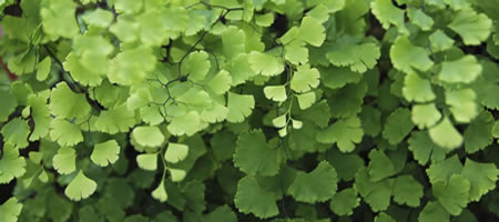 Maidenhair Fern