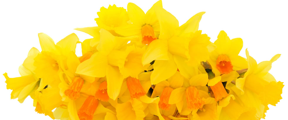Daffodils